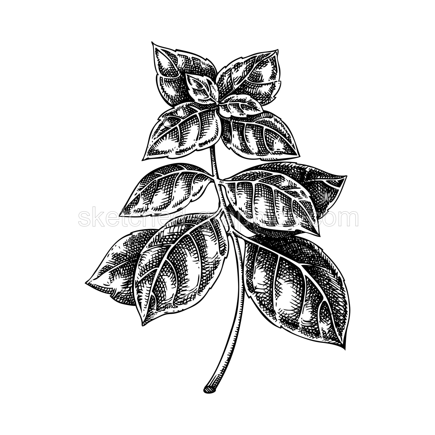 Italian Basil sketch. Kitchen spice drawing. Italian herbs and spices hand-drawn vector illustration. NOT AI genereted Illustration